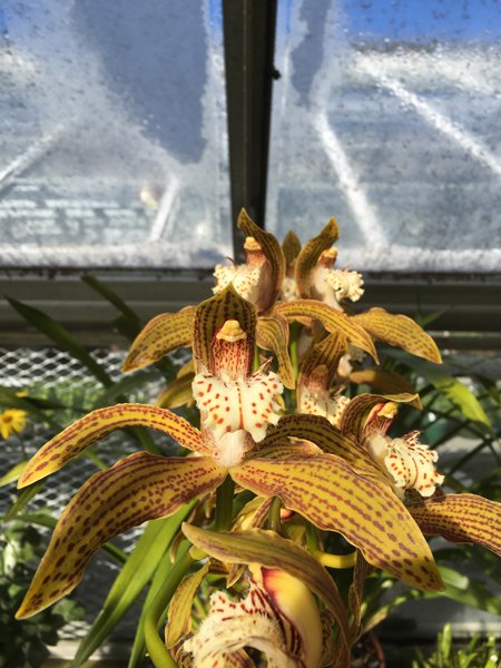 Smith Greenhouses - orchid1 crop January 2020.jpg