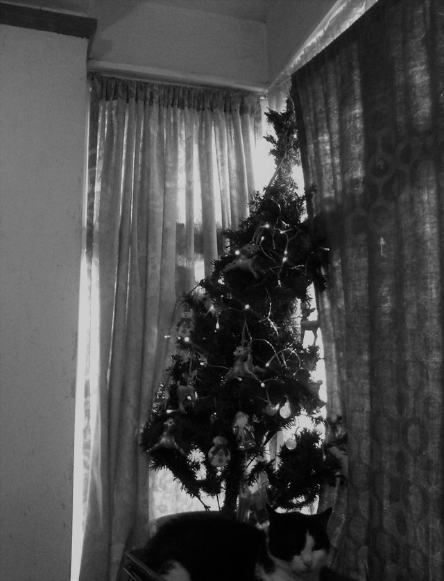 Christmas Photography B&W Window Christmas Tree Mindy Dec 25 2017.jpg