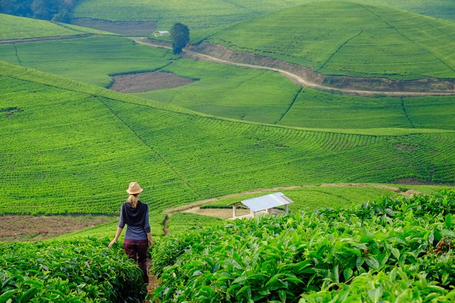 Best 9 Rwanda safari tours attractions beyond gorillas.jpg