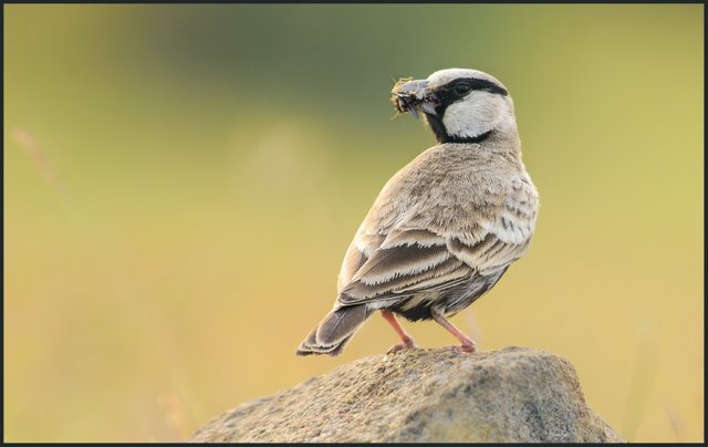 Ashy Crowned Sparrow Lark.jpg