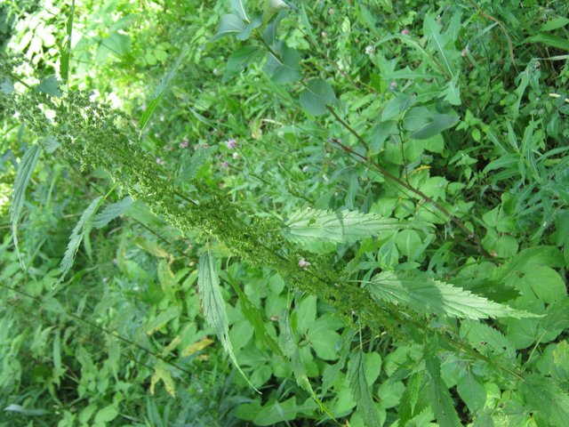 close up of nettle seeds.JPG