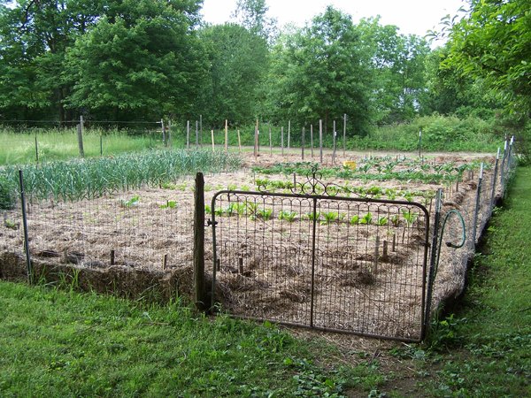 Big garden - all planted2 crop June 2018.jpg