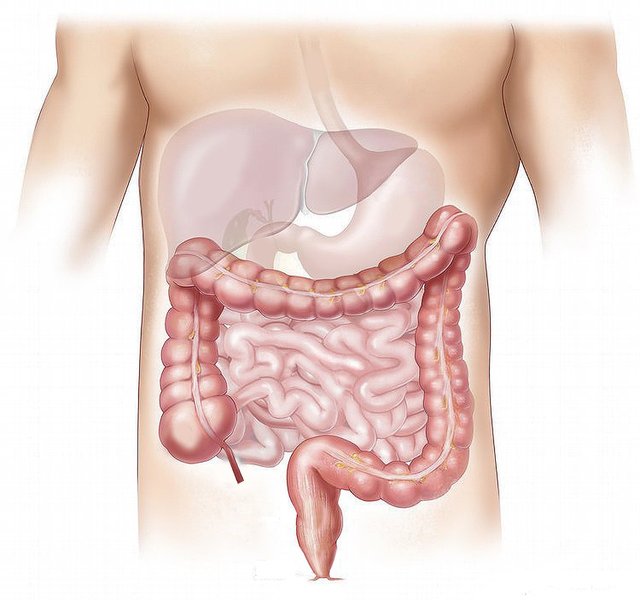 intestines.jpg