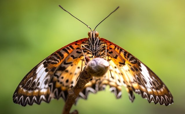 leopard-lacewing-8550570_1280.png