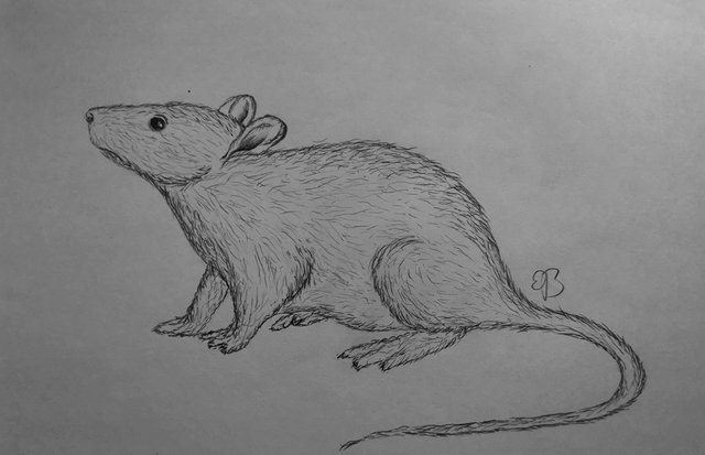 Mice a sketch by hand pencil drawing Royalty Free Vector