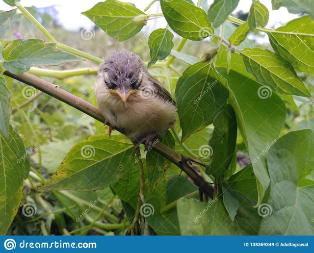 baby-bird-real-picture-click-mobile-138369349.jpg