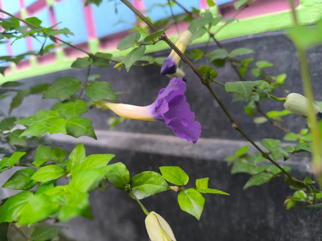 IMG_20250526_181340.jpg