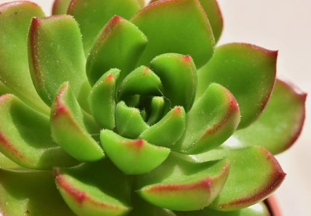 echeveria affinis 1.jpg