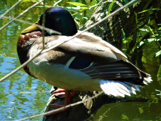 1photofeedwildlife79 (1).JPG
