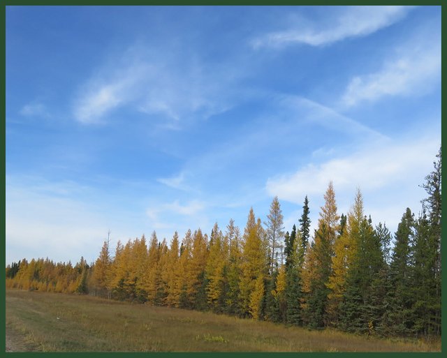 line of yellow tamarack and green spruce by road.JPG