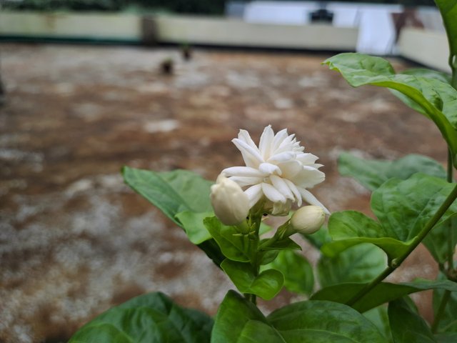 20250802_155030.jpg