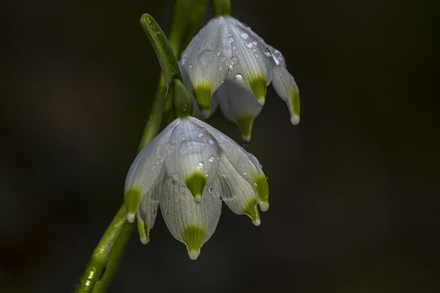 snowdrop-3220629__480.jpg