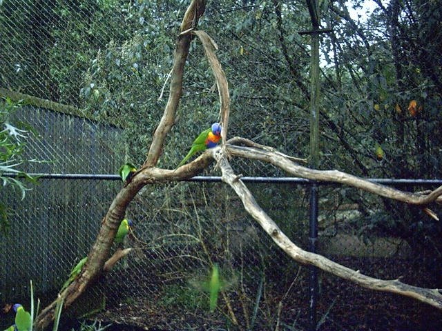 Lorikeet in tree (Healsville).jpg