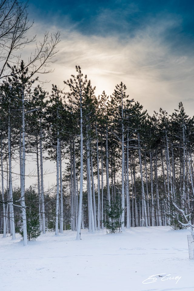 Arboretum_s-00971-Pine Hill White washed.jpg