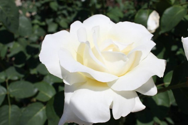 бяла роза.jpg