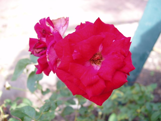 Queen Sirikit Park - roses