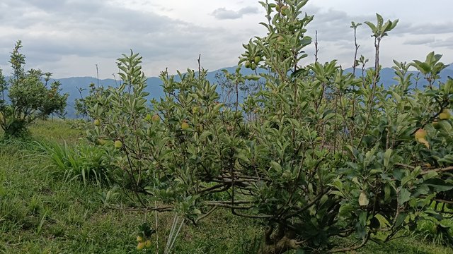 IMG20250727163015.jpg