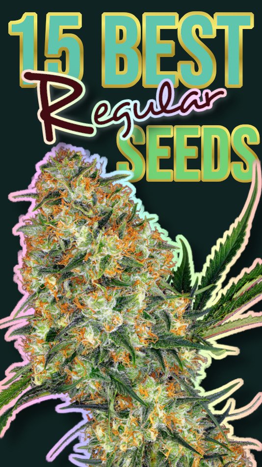 15-best-regular-seeds-marijuana.jpg