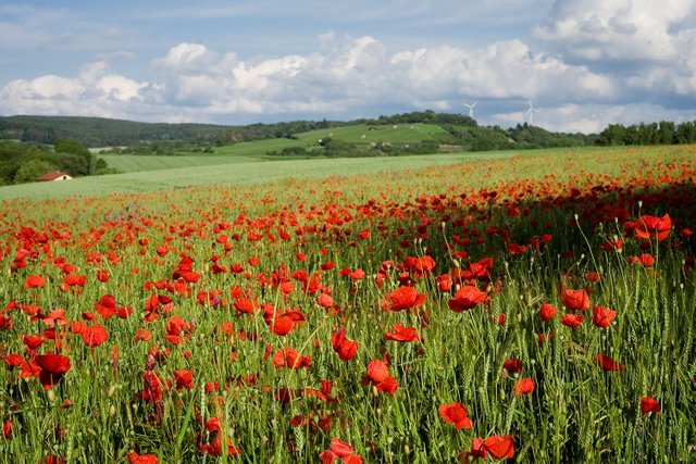 poppy fields landscape photography by fraenk