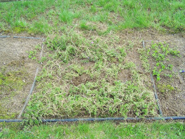 6th Fence - creeping phlox crop April 2019.jpg