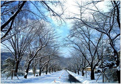 musim-dingin-di-korea.jpg
