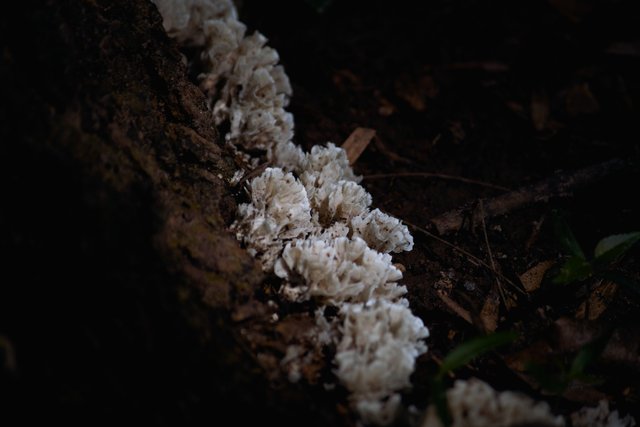 nature2.jpg