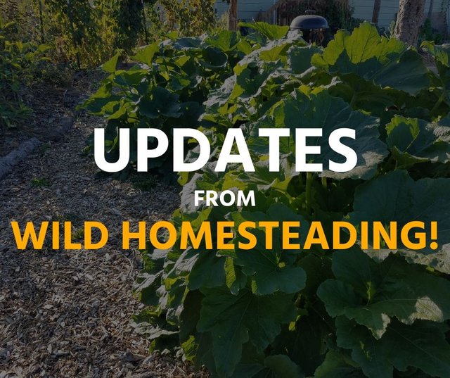 wild-homesteading-updates.jpg