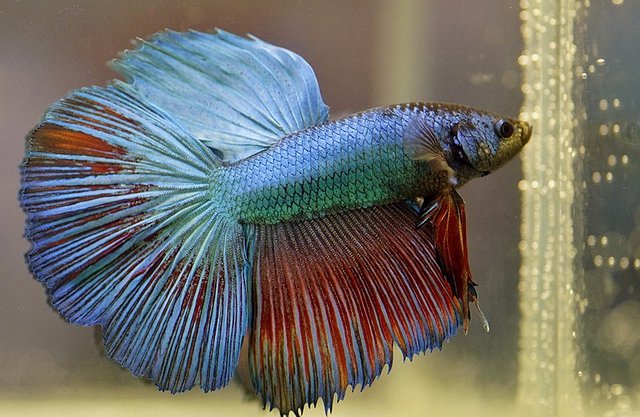 800px-Male_Betta_-34245661920.jpg