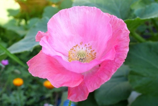 x079-PinkPoppy.jpg