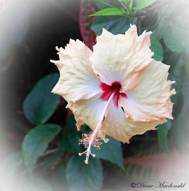 hibiscus huahine.jpg