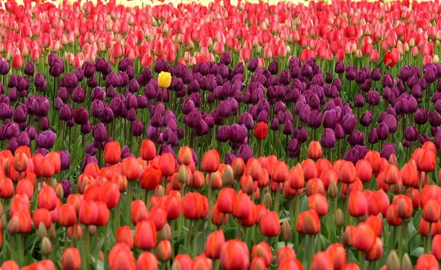 tulips-175605_960_720.jpg