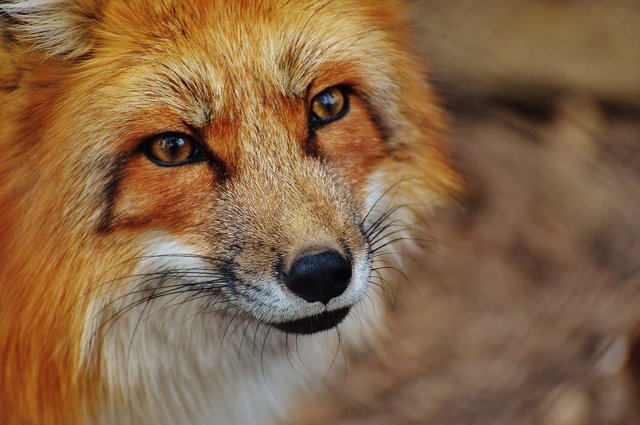red-fox-1310826_1920.jpg