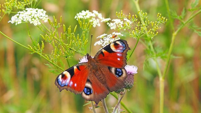 peacock-butterfly-1526939_1280.jpg