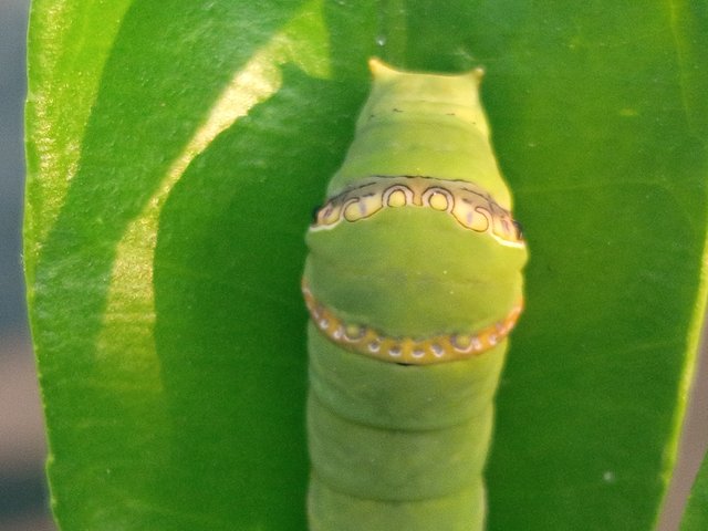 পোকা (3).jpg