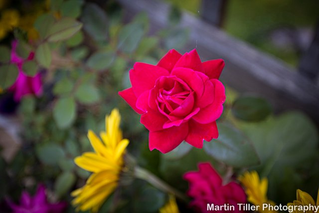 Rose macro (1 of 1).jpg