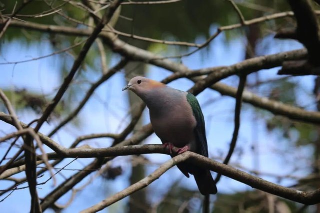 Best Sites for Birding in Rwanda.jpg