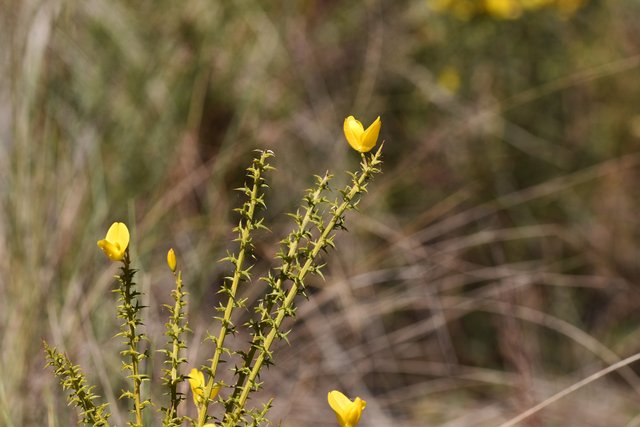 Gorse bush yellow flower 1.jpg