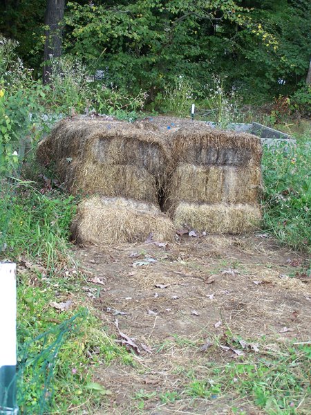 Small garden - mulch hay crop September 2019.jpg