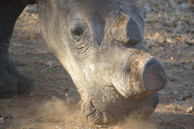 white-rhino-399558_1920.jpg