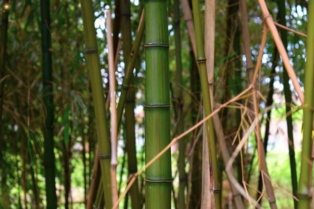 bambusblessbrightskaliert.JPG