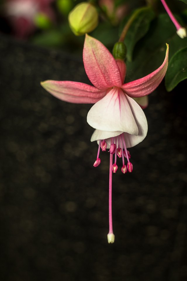 20-06-2018-flowers-Fuchsia-06501.jpg