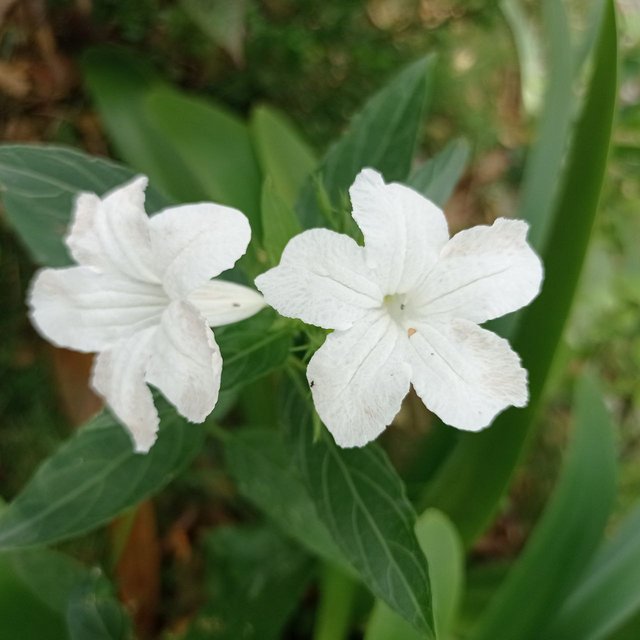 Ruellia tuberosa blanca 2.jpg