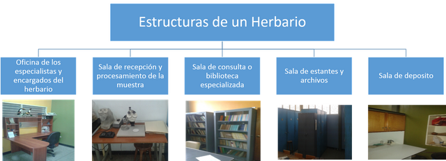 Estructura de un herbario.png