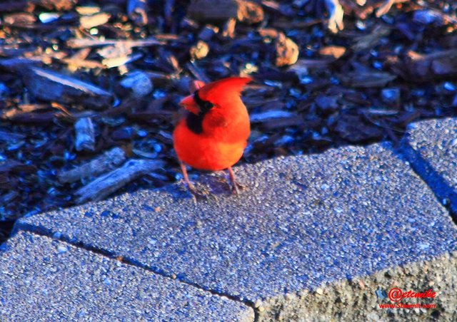 Northern Cardinal PFW0264.JPG