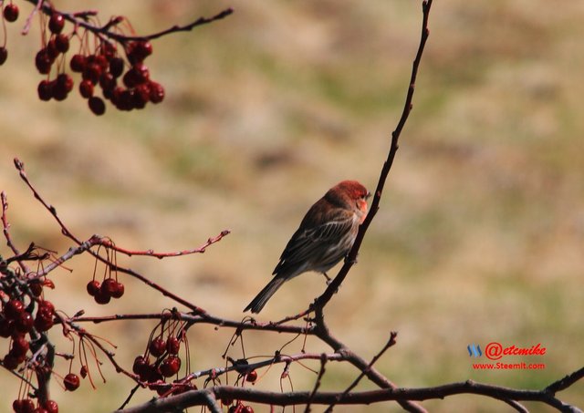 House Finch IMG_0130.JPG