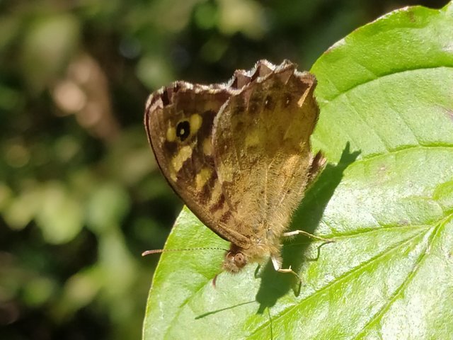 IMG_20200910_151512 Waldbrettspiel Edelfalter Schmetterling.jpg