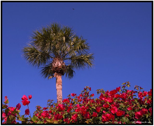 Sable Palm and Bougainvillea.jpg