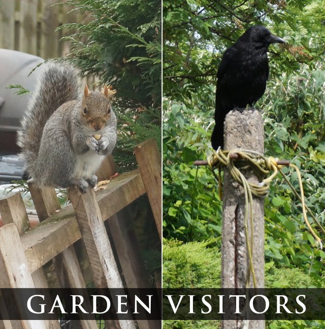 garden-visitors.jpg