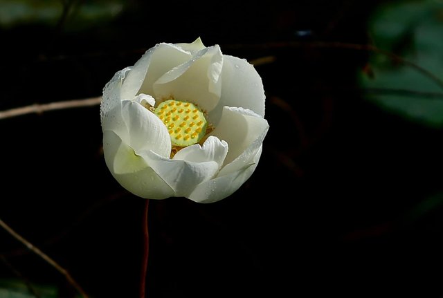 White Flower (2).jpg