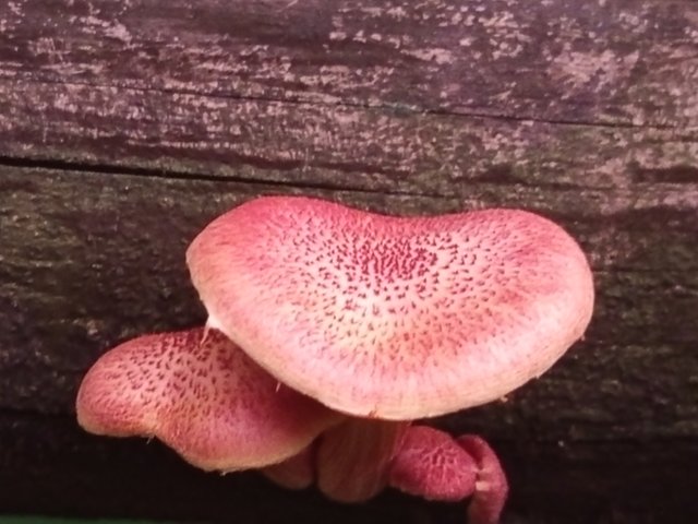 mashroom (4).jpg